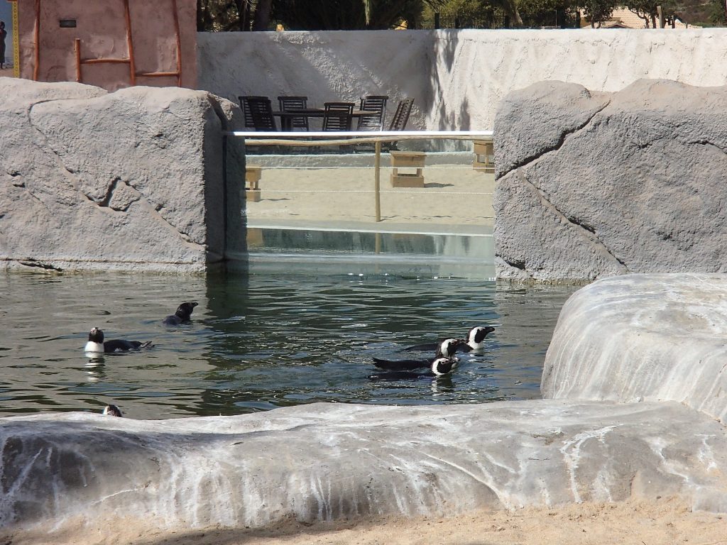 pinguins zoo lagos