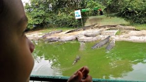 crocodile farm langkawi