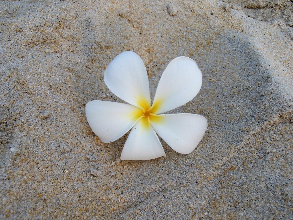 langkawi flower