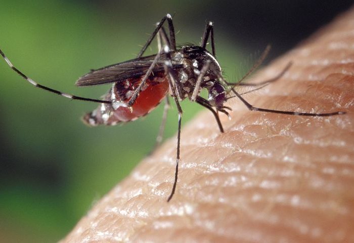 mosquito regras básicas de protecção