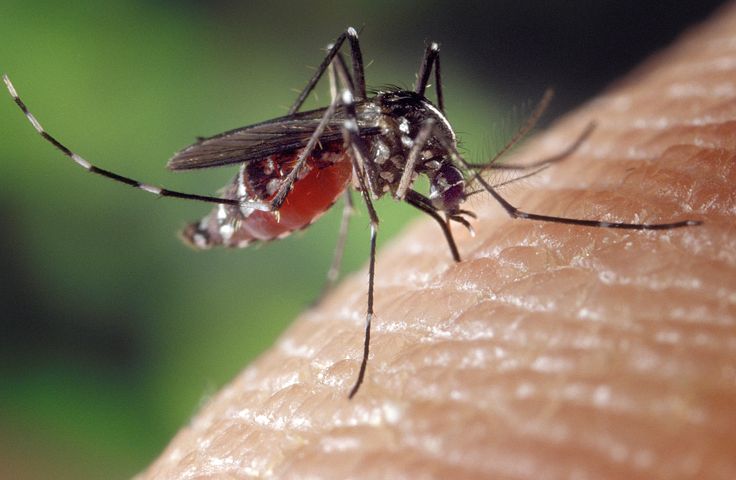 mosquito regras básicas de protecção